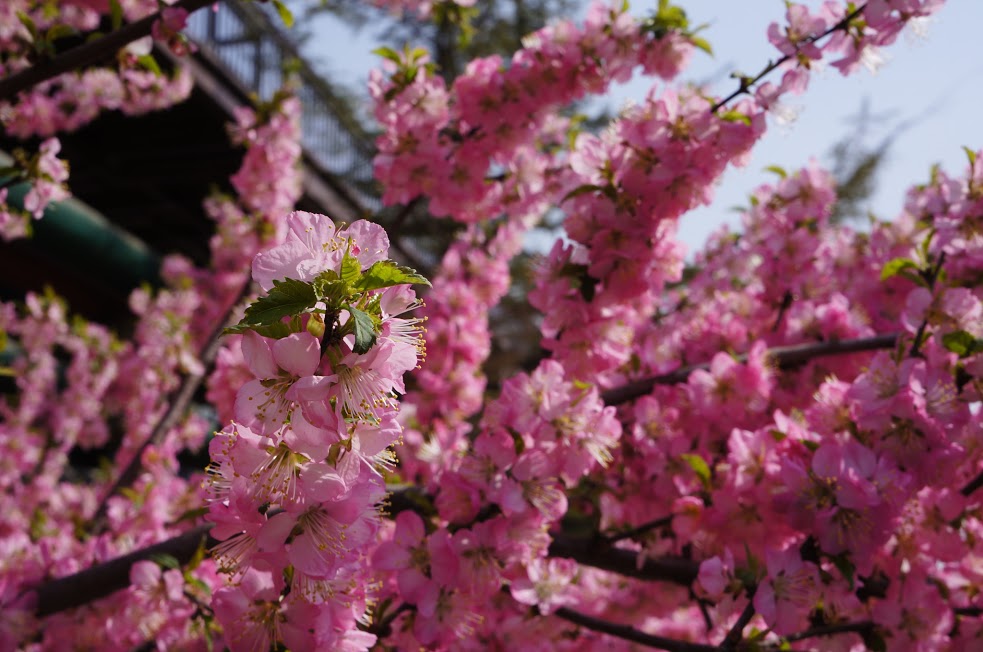 Когда лучше ехать в&nbsp;Китай?