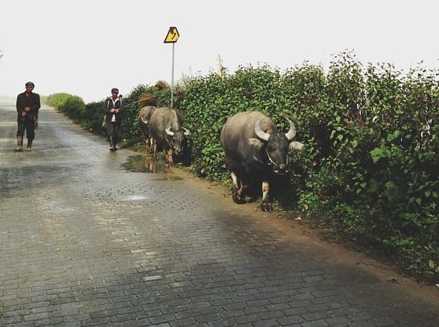 1460244_733496840013101_1762047010_n