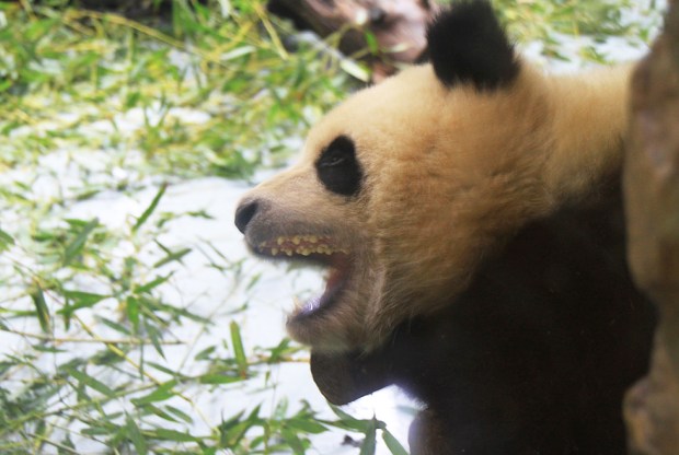 0_bce94_b45009ef_orig