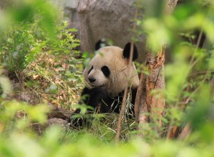 0_bce95_8ccc24ad_orig