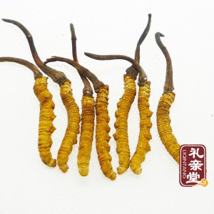 冬虫夏草回收1