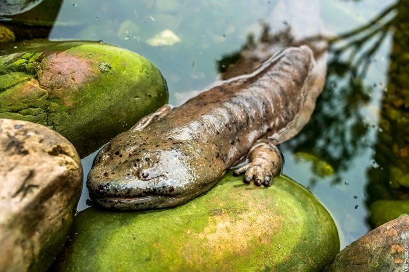china2015zhangjiajie301