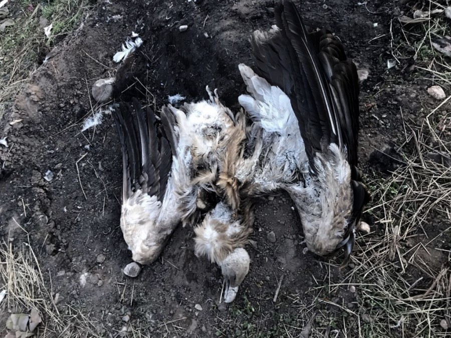 dead eagle