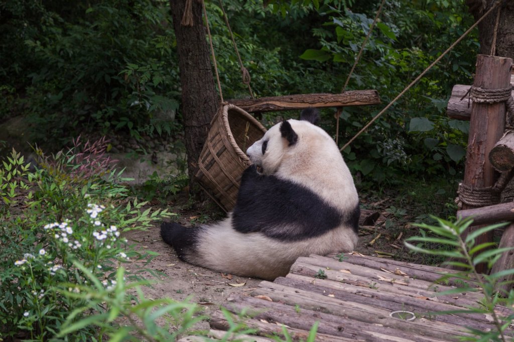 пандоминимум: как увидеть и потрогать&nbsp;панду